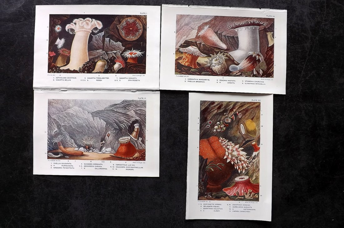 Kingsley, Charles 1904 Lot of 4 Sea Life Prints. Anemones etc (1 of 2)