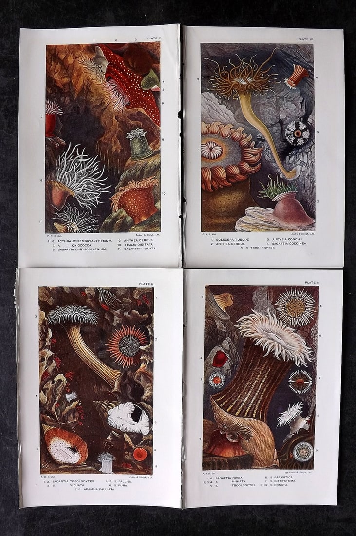 Kingsley, Charles 1904 Lot of 4 Sea Life Prints. Anemones etc (1 of 2)