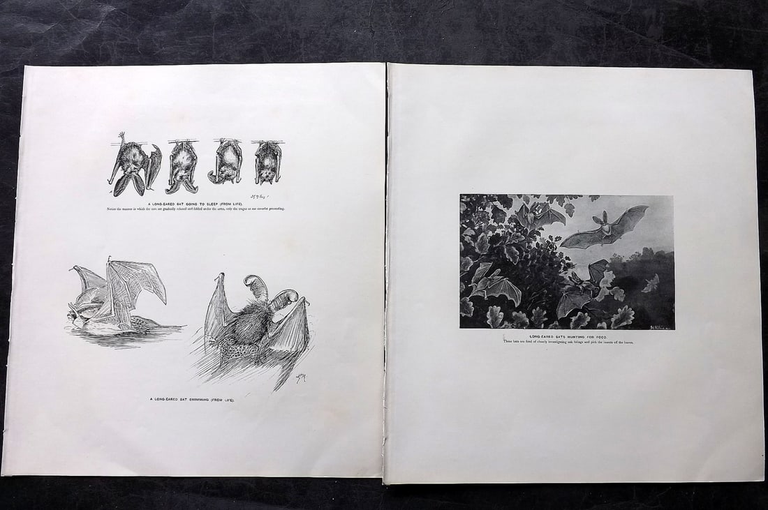 Millais, John 1904 Pair of Rare Folio Prints. Bats: Folio Offset Lithographs Published 1904, London for "The Mammals of Great Britain and Ireland" by John Guille Millais. Illustrated by Archibald Thorburn, George Lodge and the Author. Rare - Limited Ed