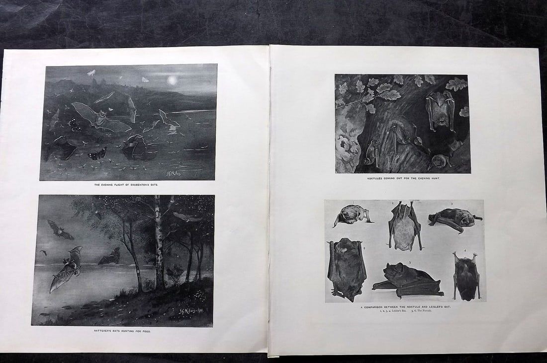 Millais, John 1904 Pair of Rare Folio Prints. Bats: Folio Offset Lithographs Published 1904, London for "The Mammals of Great Britain and Ireland" by John Guille Millais. Illustrated by Archibald Thorburn, George Lodge and the Author. Rare - Limited Ed