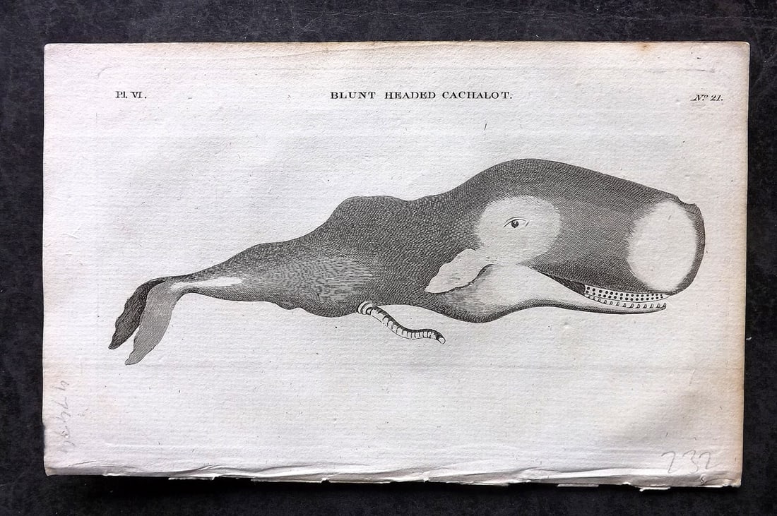 Pennant, Thomas 1776 Antique Print. Whale - Blunt Headed Cachalot: Copper Plates Published 1776-77, London for "British Zoology" by Thomas Pennant. Paper Size: 8 x 5 inch (21 x 13cm) Good Condition