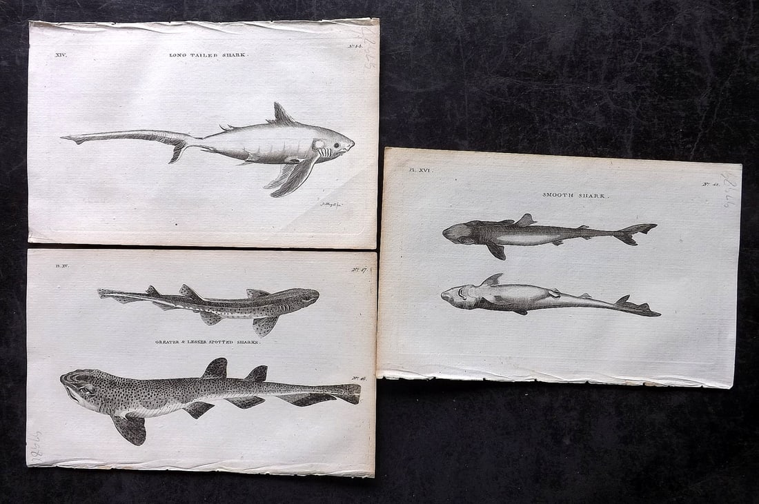 Pennant, Thomas 1776 Lot of 3 Antique Shark Prints: Copper Plates Published 1776-77, London for "British Zoology" by Thomas Pennant. Paper Size: 8 x 5 inch (21 x 13cm) Good Condition
