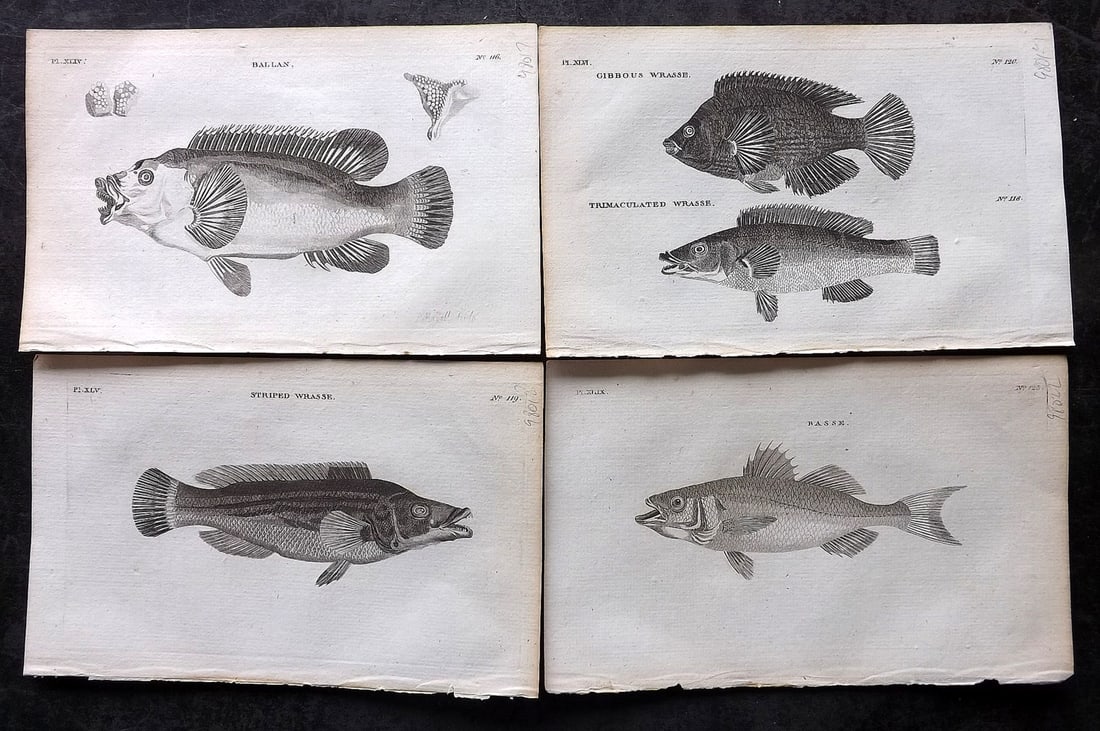 Pennant, Thomas 1776 Lot of 4 Antique Fish Prints: Copper Plates Published 1776-77, London for "British Zoology" by Thomas Pennant. Paper Size: 8 x 5 inch (21 x 13cm) Good Condition