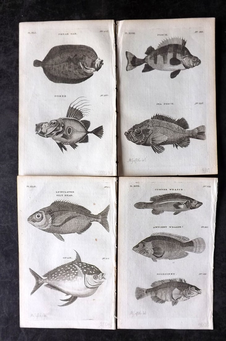 Pennant, Thomas 1776 Lot of 4 Antique Fish Prints: Copper Plates Published 1776-77, London for "British Zoology" by Thomas Pennant. Paper Size: 8 x 5 inch (21 x 13cm) Good Condition