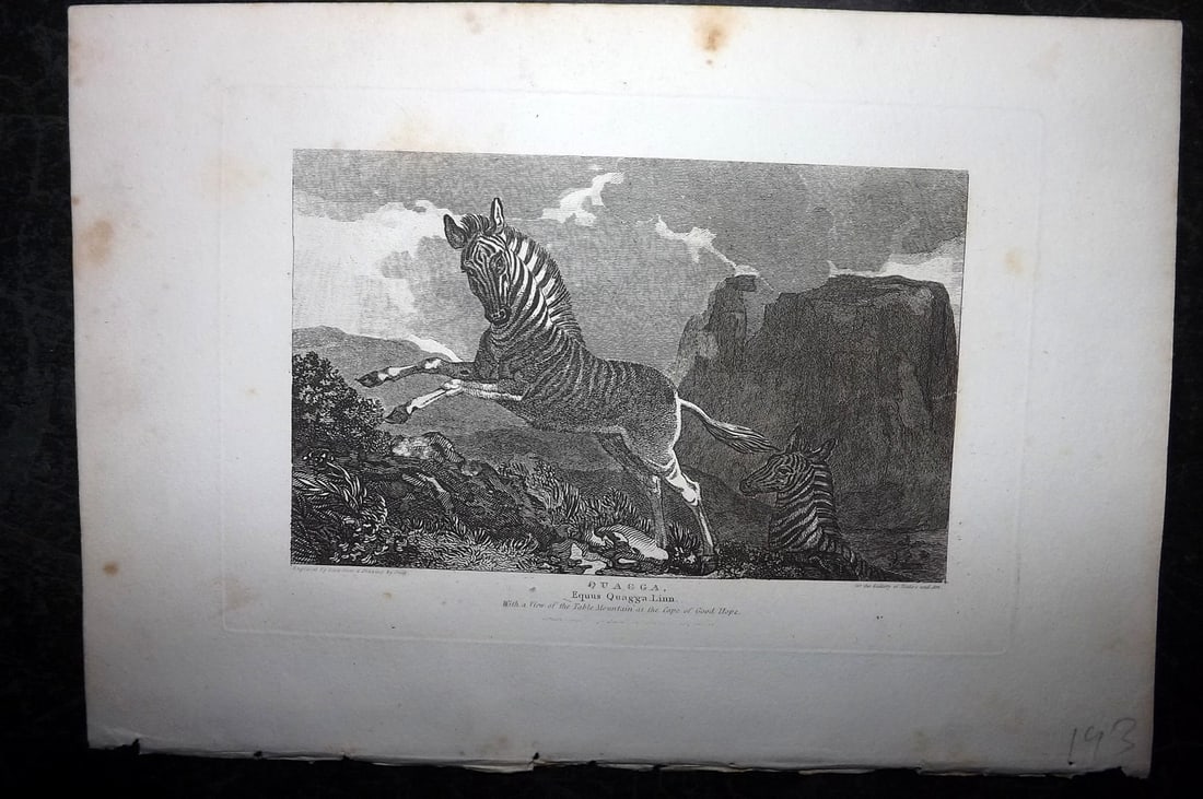 Polehampton, Edward 1823 Print. Extinct Quagga: Copper Plate Published 1823, London for "The Gallery of Nature and Art: or, A Tour Through Creation and Science" by the Rev. Edward Polehampton & John M. Good. Paper Size: 10 x 7 inch (26 x 18cm) Mino