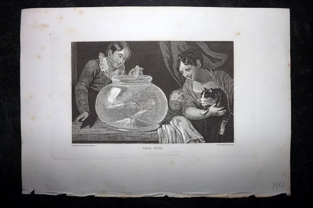Polehampton, Edward 1823 Print. Gold Fish in bowl: Copper Plate Published 1823, London for "The Gallery of Nature and Art: or, A Tour Through Creation and Science" by the Rev. Edward Polehampton & John M. Good. Paper Size: 10 x 7 inch (26 x 18cm) Mino