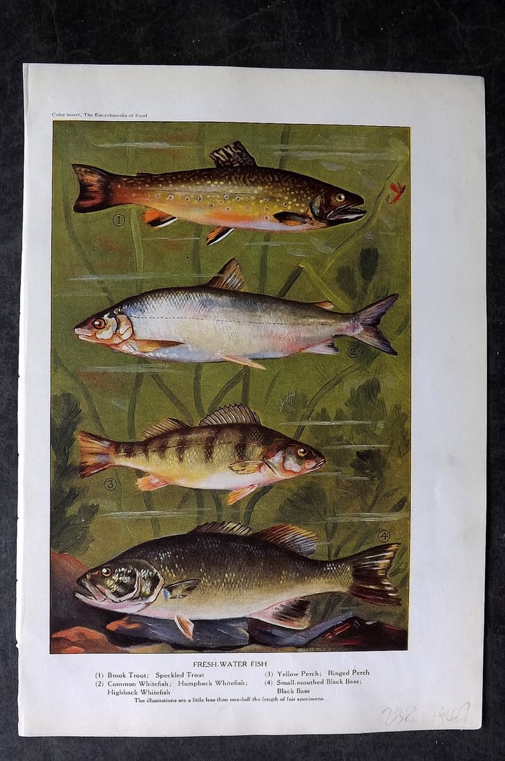 Ward, Artemas 1923 Print. Fresh Water Fish. Trout, Perch, Whitefish, Bass: Offset Lithographs Published 1923, New York for "The Encyclopedia of Food" by Artemas Ward. Paper Size: 10.5 x 7.5 inch (27 x 19cm) Discrete ink library stamp on edge of bottom image. Otherwise genera