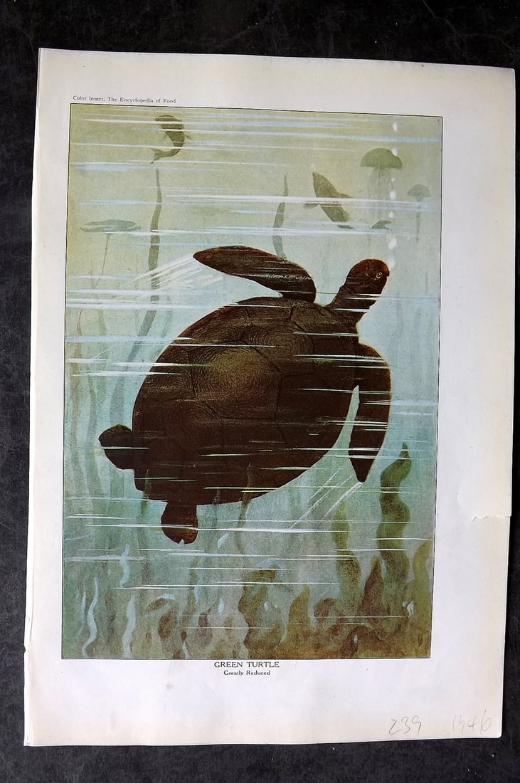 Ward, Artemas 1923 Print. Green Turtle: Offset Lithographs Published 1923, New York for "The Encyclopedia of Food" by Artemas Ward. Paper Size: 10.5 x 7.5 inch (27 x 19cm) Discrete ink library stamp on edge of bottom image. Otherwise genera