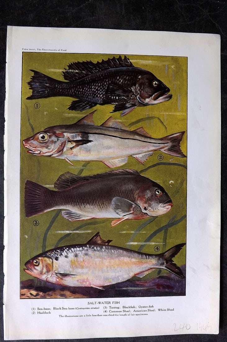 Ward, Artemas 1923 Print. Salt-Water Fish. Bass, Haddock, Shad: Offset Lithographs Published 1923, New York for "The Encyclopedia of Food" by Artemas Ward. Paper Size: 10.5 x 7.5 inch (27 x 19cm) Discrete ink library stamp on edge of bottom image. Otherwise genera