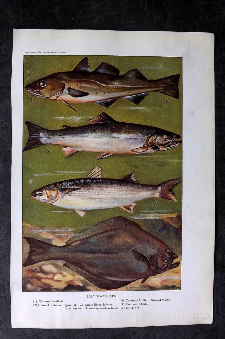 Ward, Artemas 1923 Print. Salt-Water Fish. Cod, Mullet, Halibut, Salmon: Offset Lithographs Published 1923, New York for "The Encyclopedia of Food" by Artemas Ward. Paper Size: 10.5 x 7.5 inch (27 x 19cm) Discrete ink library stamp on edge of bottom image. Otherwise genera