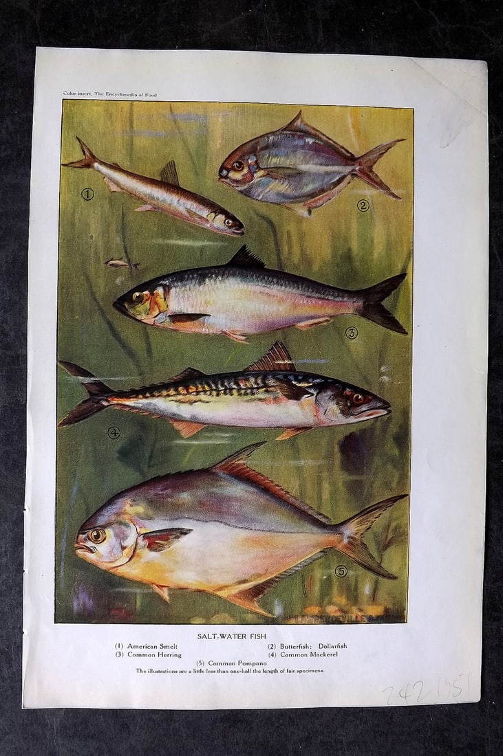 Ward, Artemas 1923 Print. Salt-Water Fish. Smelt, Dollarfish Herring Mackerel (1 of 1)