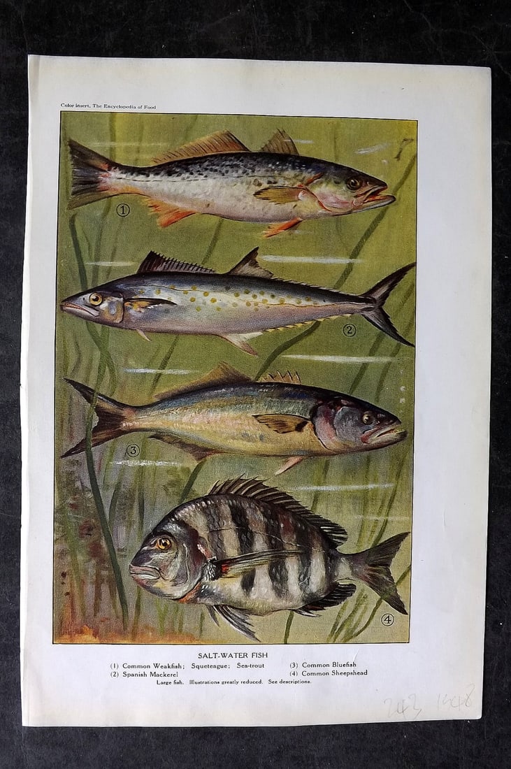 Ward, Artemas 1923 Print. Salt-Water Fish. Weakfish, Trout, Mackerel, Sheepshead: Offset Lithographs Published 1923, New York for "The Encyclopedia of Food" by Artemas Ward. Paper Size: 10.5 x 7.5 inch (27 x 19cm) Discrete ink library stamp on edge of bottom image. Otherwise genera