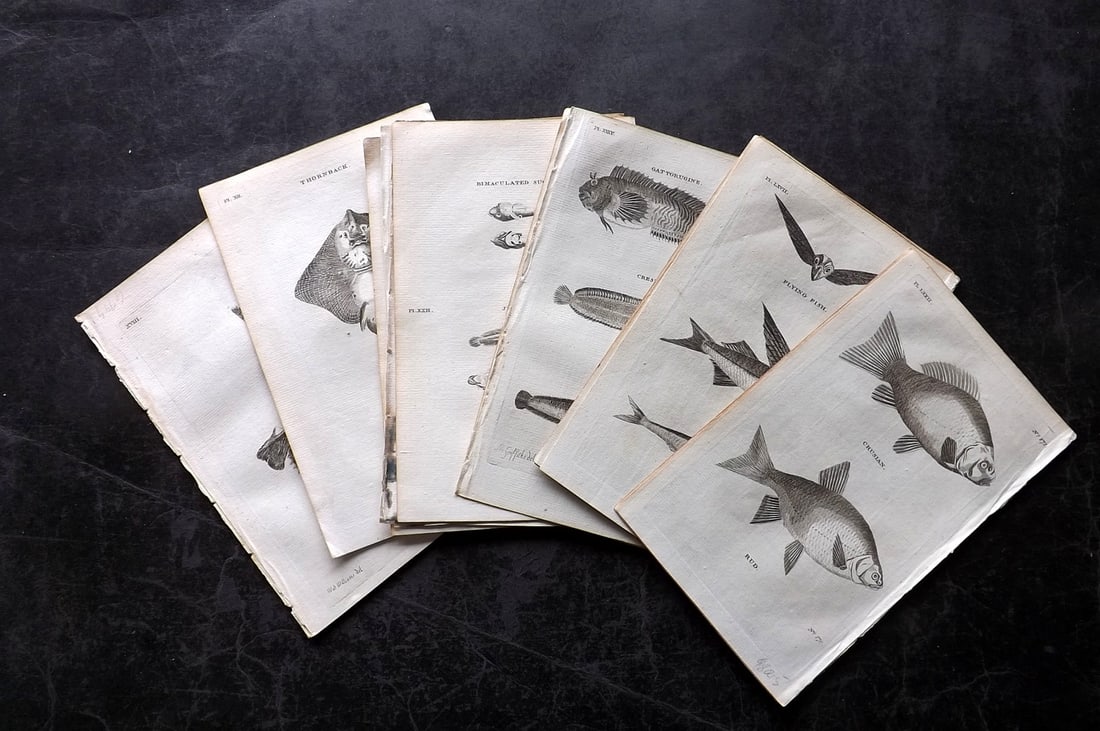 Pennant, Thomas 1776 Lot of 15 Antique Fish Prints: Copper Plates Published 1776-77, London for "British Zoology" by Thomas Pennant. Paper Size: 8 x 5 inch (21 x 13cm) Good Condition