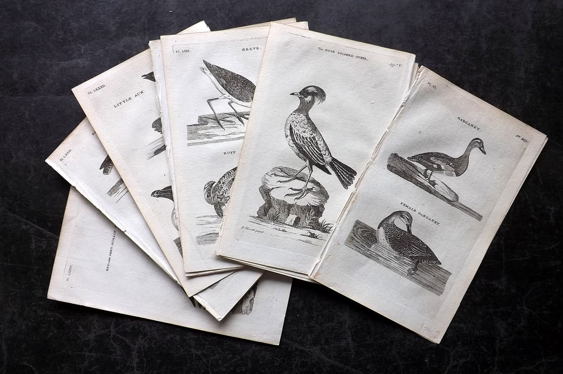 Pennant, Thomas 1776 Lot of 15 Antique Birds Prints: Copper Plates Published 1776-77, London for "British Zoology" by Thomas Pennant. Paper Size: 8 x 5 inch (21 x 13cm) Good Condition