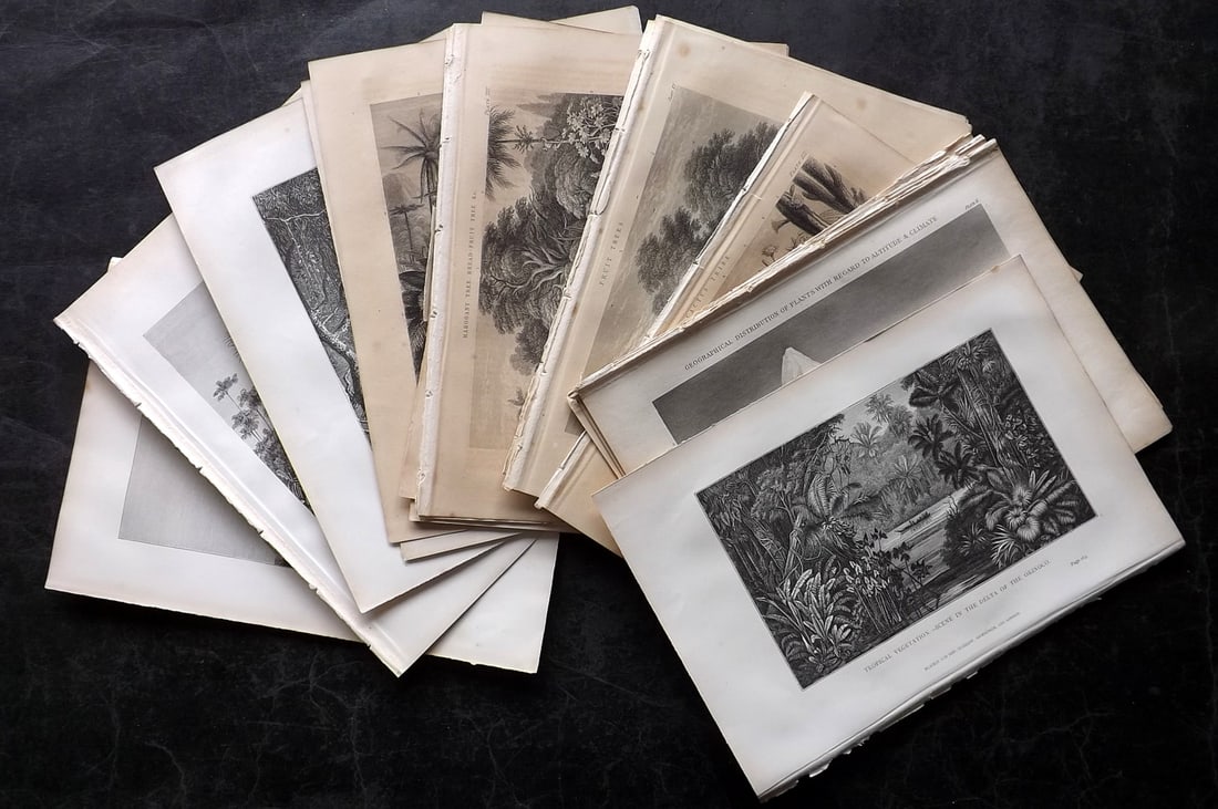 Rhind, William 1874 Lot of 26 Antique Botanical Prints: Steel Engravings and Wood Engravings (Reverse side blank) Published 1874, London for "A History of the Vegetable Kingdom" by William Rhind. Paper Size: 9.5 x 6.5 inch (25 x 17cm) Some toning and margi