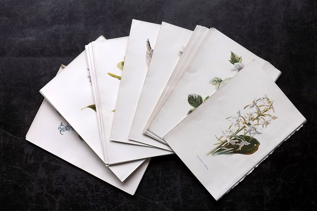Hulme, Edward C1900 Lot of 40 Botanical Prints. Wild Flowers: Offset Lithographs Published C1900, London for "Familiar Wild Flowers" by F. Edward Hulme & Shirley Hibberd. Paper Size: 7.5 x 5 inch (19 x 13cm) Good Condition