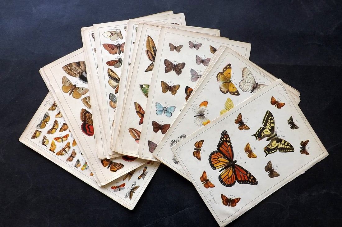 Gordon, W. J. C1900 Lot of 33 Antique Butterfly & Moth Prints: Chromolithographs Published C1900, London for the "Our Country's" Series by W. J. Gordon. Paper Size: 7.5 x 5 inch (19 x 13cm) Very minor toning in parts. Good Condition
