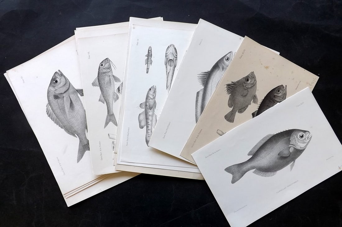 Day, Francis 1884 Lot of 25 Antique Fish Prints: Lithographs Published 1880-84, London for "The Fishes of Great Britain and Ireland" by Francis Day. Paper Size: 10 x 7 inch (26 x 18cm) A few with minor tone spots. Good Condition