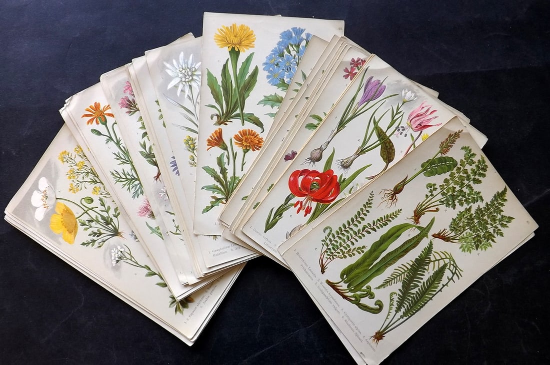 Hoffmann, Julius 1903 Lot of 40 Antique Botanical Prints: Chromolithographs Published 1903, London for "Alpine Flora for Tourists and Amateur Botanists" by Dr. Julius Hoffmann. Paper Size: 8 x 5 inch (21 x 13cm) Good Condition