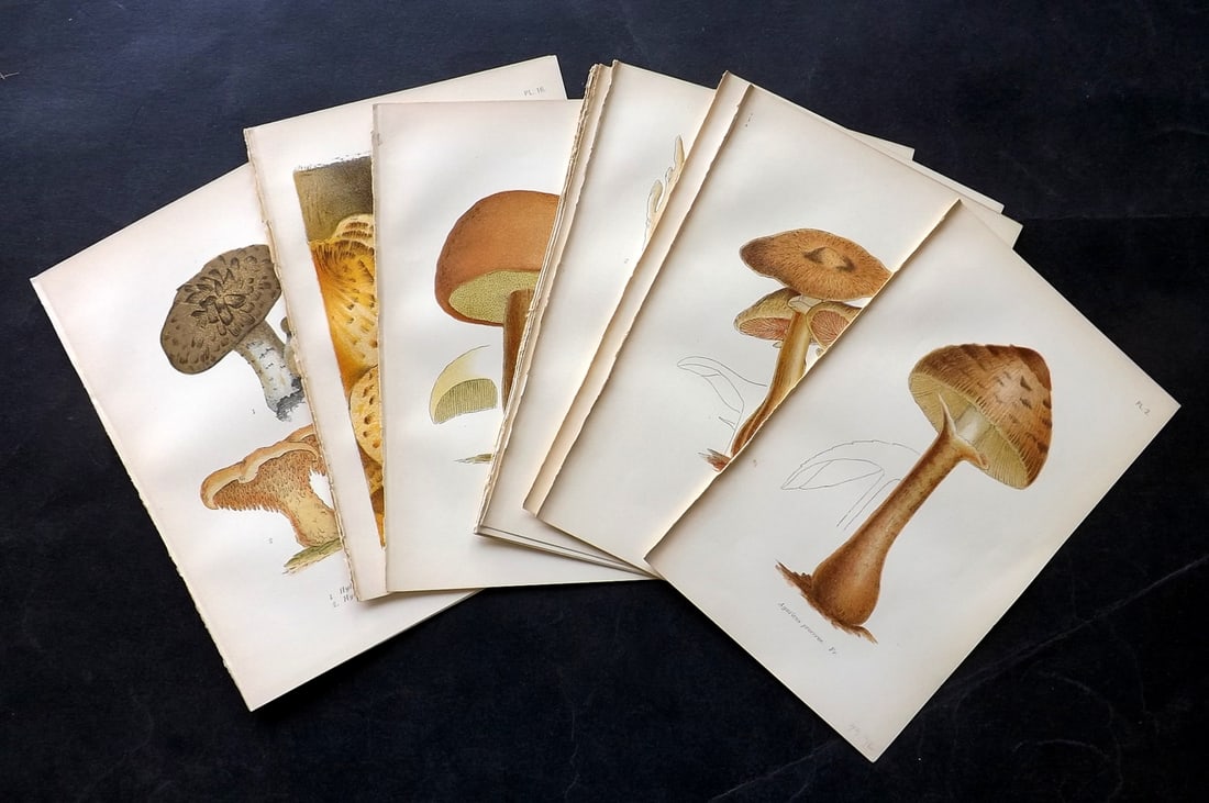 Cooke, Mordecai 1904 Lot of 14 Antique Mushroom Prints: Chromolitographs Published 1904, London for "A Plain and Easy Account of British Fungi" by Mordecai Cubitt Cooke. Paper Size: 7 x 5 inch (18 x 12cm) Good Condition