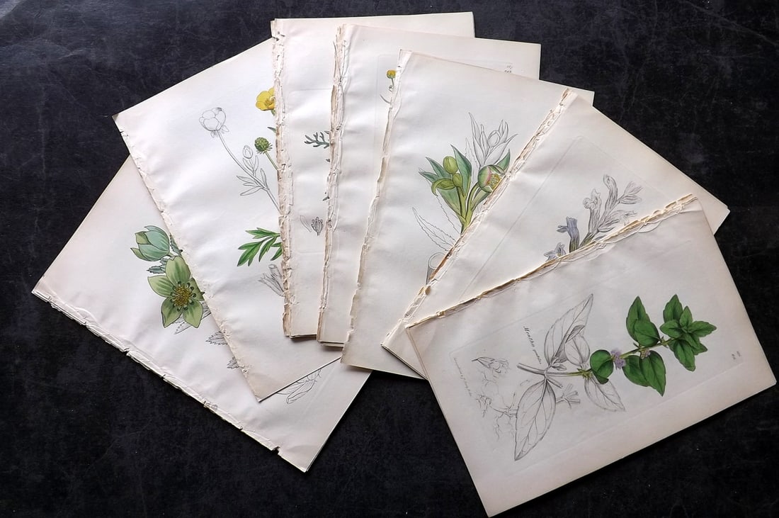 Sowerby, James 1846 Lot of 29 Part Hand Col Botanical Prints: Partial Hand Colored Etchings Published London, 1832-46 for "English Botany; or, Coloured Figures of British Plants…" Second Edition by James Sowerby and Edward Smith. Paper Size: 8.5 x 5.5 inch (22