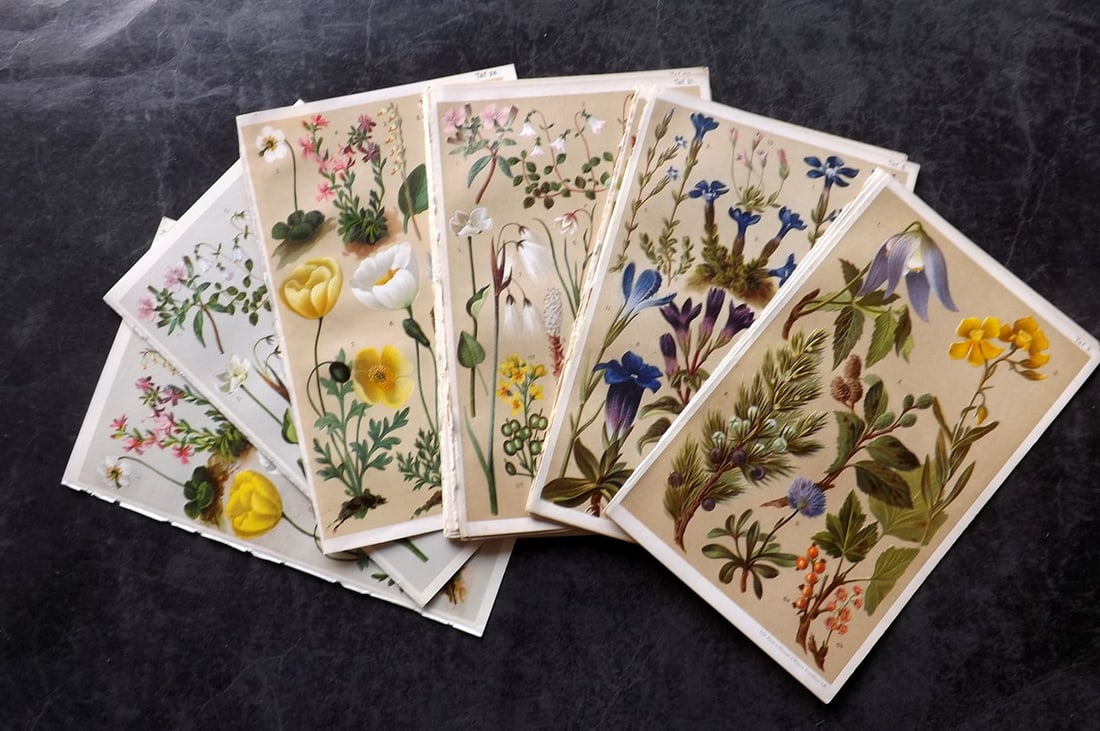 Schroter, L. & C. 1898-C1950 Lot of 26 Alpine Botanical Prints: Most from C1898 Edition, several later. Chromolithographs and Offset Lithographs Published 1898-C1950, Zurich for "Coloured Vade-Mecum to the Alpine Flora" by L. & Prof. C. Schroter. Paper Size: 8 x 5