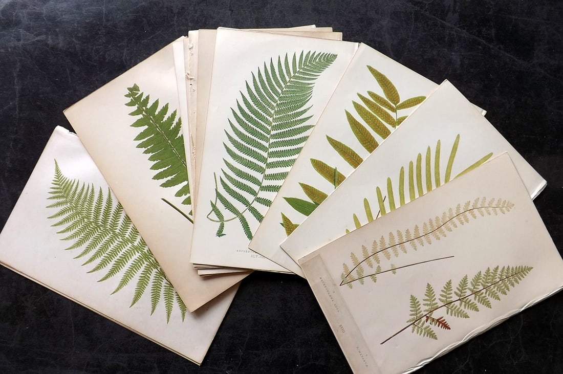 Lowe, Edward 1860 Lot of 17 Antique Fern Prints: Woodblocks Published 1856-60 by Groombridge and Sons, London for "Ferns: British and Exotic" by Edward Lowe. Illustrated by A.F. Lydon. Printed by Benjamin Fawcett. Paper Size: 10 x 6 inch (25 x 15cm)