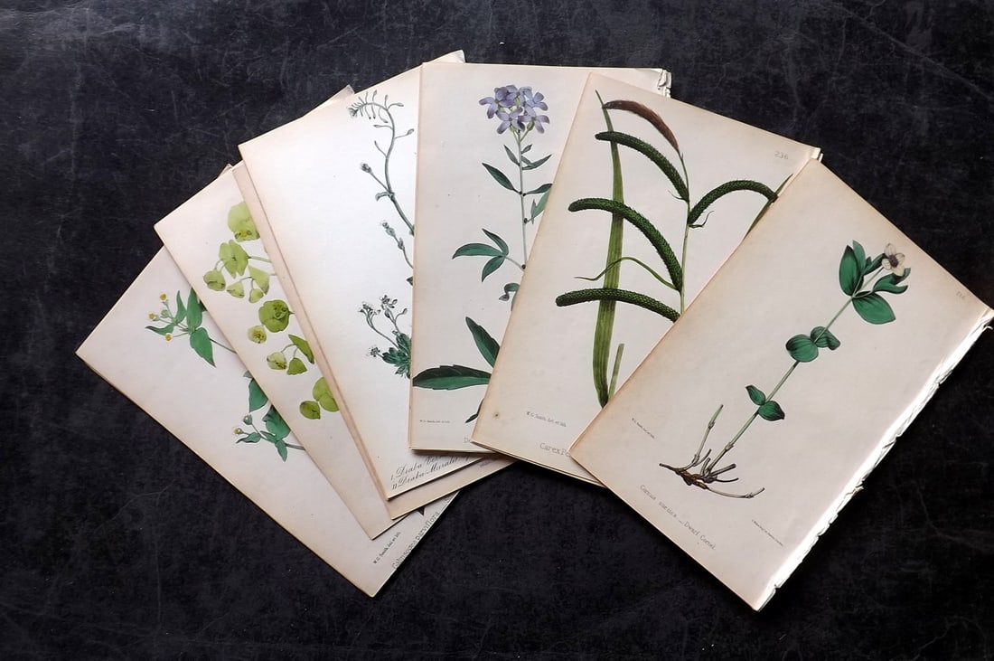 Hogg & Johnson C1870 Lot of 17 Hand Col Botanical Prints: Hand Coloured Lithographs Published 1863-1880, London for "The Wild Flowers of Great Britain" by Robert Hogg & George W. Johnson. Paper Size: 9 x 5.5 inch (23 x 14cm) Good Condition