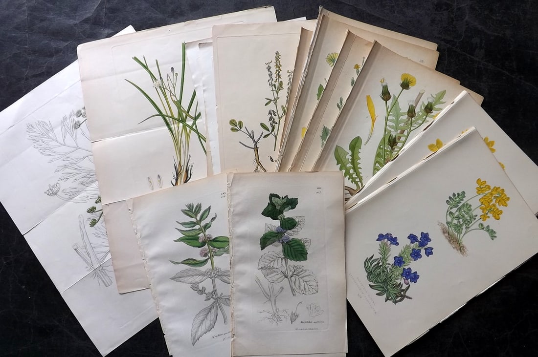 Botanical Prints 19th Cent. Mixed Lot of 20 incl Hand Colored (1 of 6)