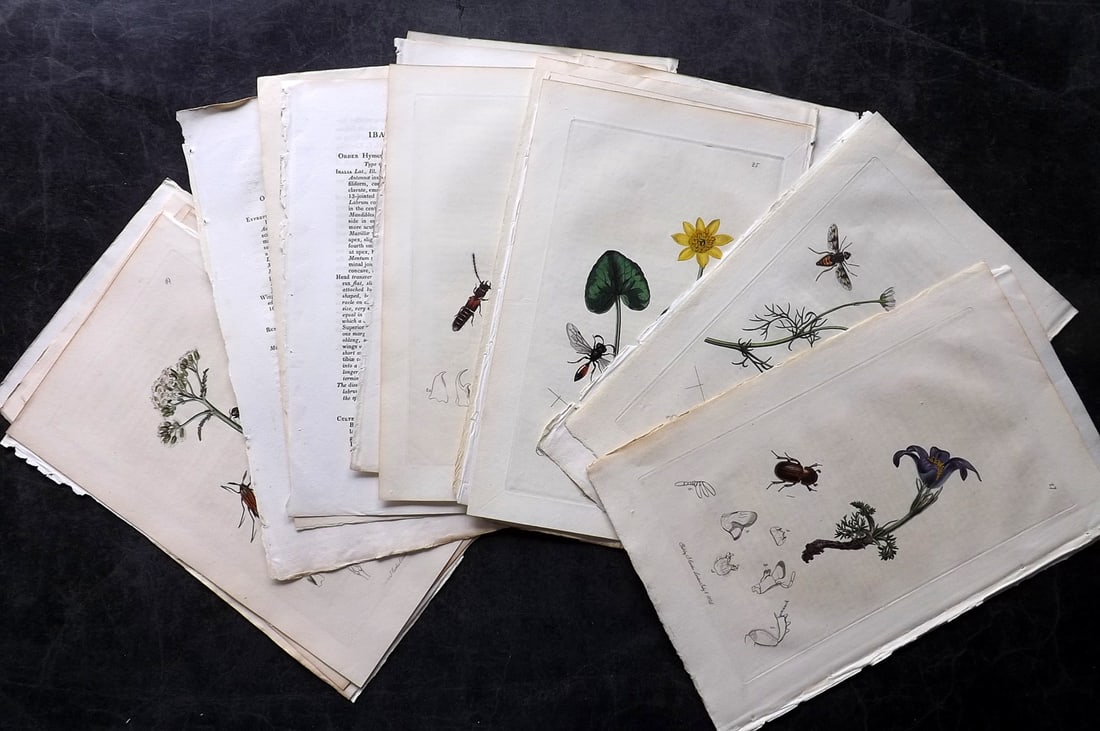 Curtis, John 1824 Lot of 10 HCol Insect Botanical Prints, First Edition (1 of 7)