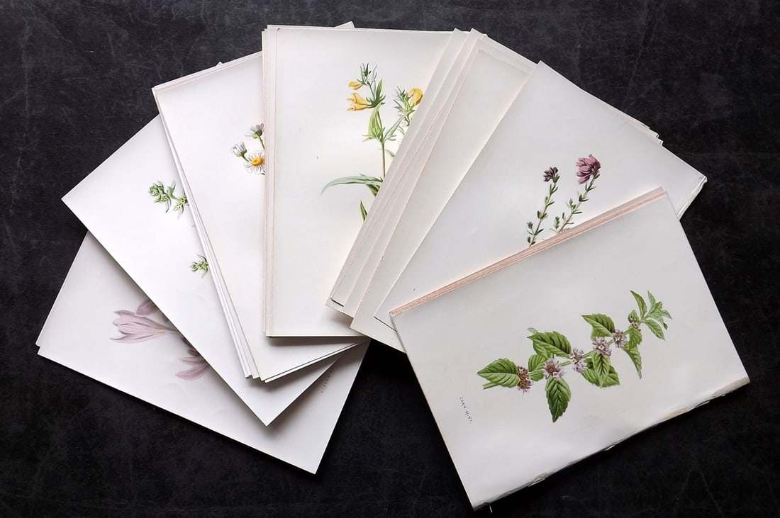 Hulme, Edward 1878 Lot of 40 Botanical Prints. 1st Ed. Wild Flowers (1 of 6)