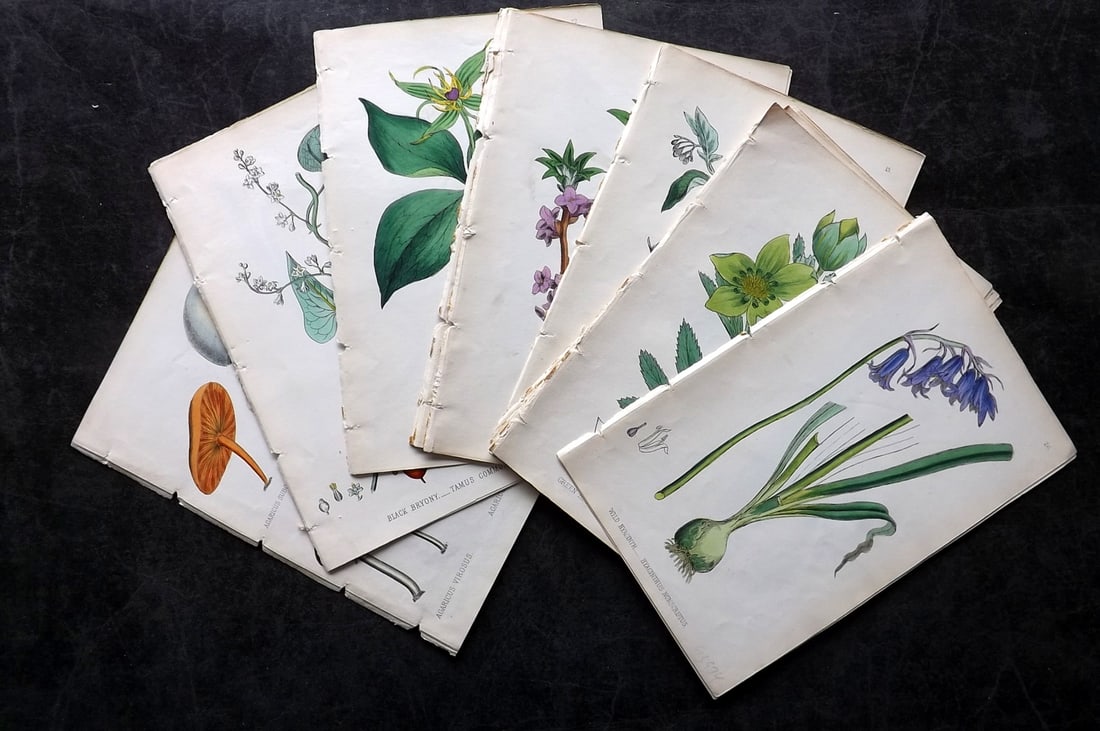 Johnson, C. & C. 1861 Lot of 22 HC Botanical. Poisonous Plants (1 of 4)