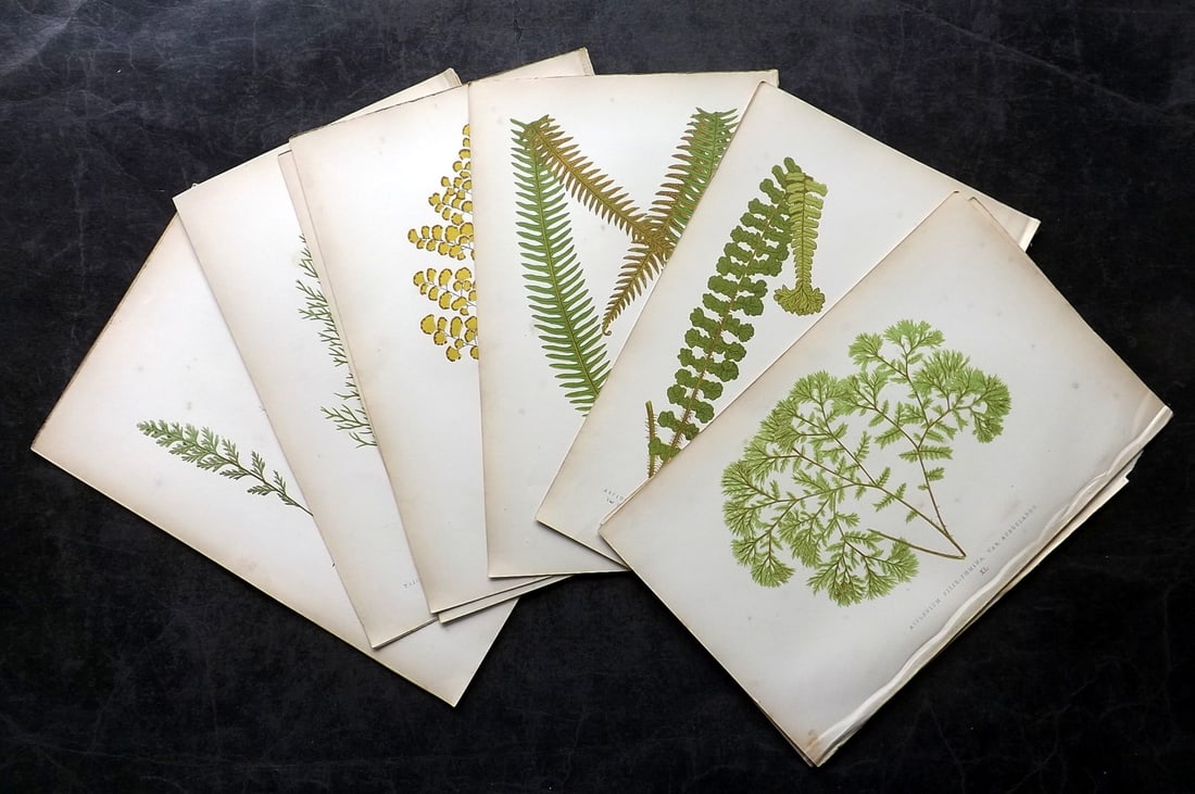 Lowe, Edward 1864 Lot of 14 Antique Fern Prints (1 of 4)