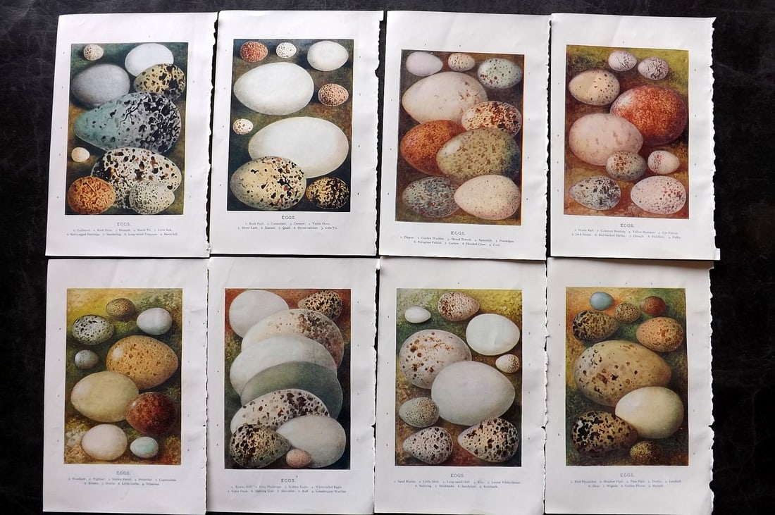 Swaysland, Walter 1903 Lot of 8 Antique Bird Egg Prints: Offset Lithographs Published 1903, London for "Familiar Wild Birds" by Walter Swaysland. Illustrated by Archibald Thorburn and others. Paper Size: 7.5 x 5 inch (19 x 13cm) Good Condition