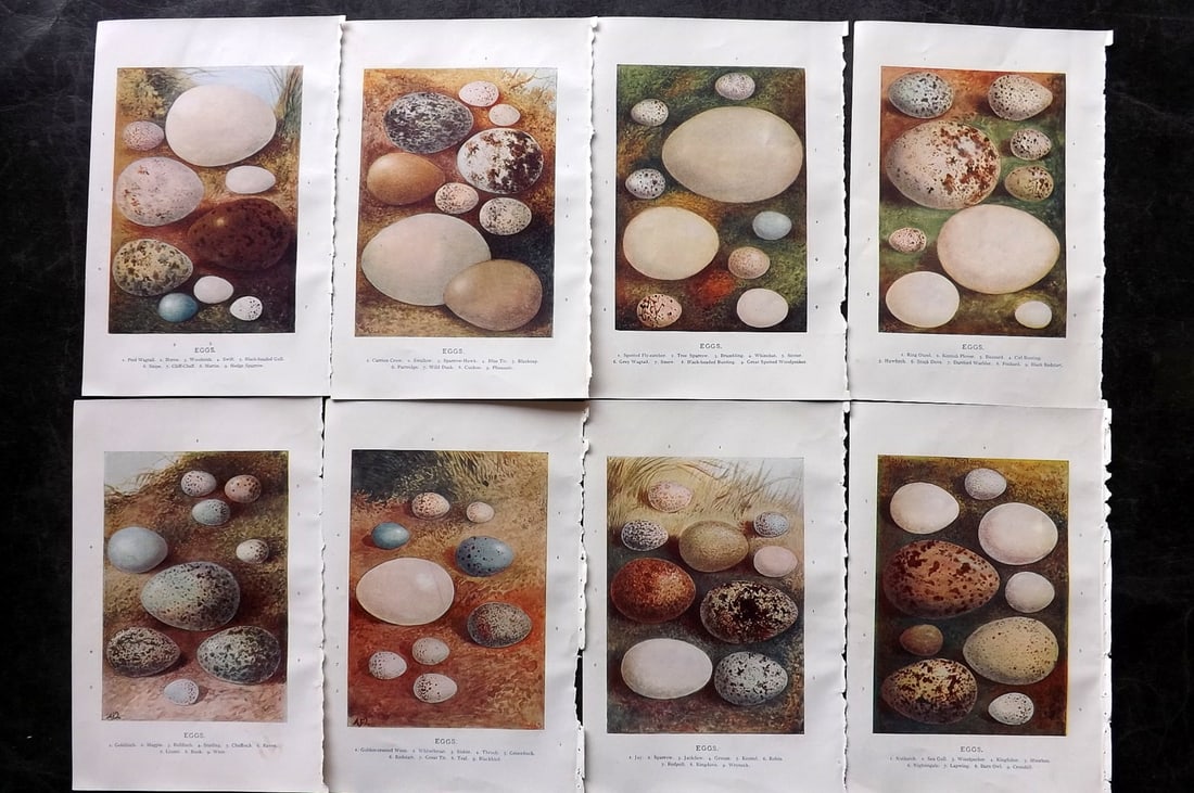 Swaysland, Walter 1903 Lot of 8 Antique Bird Egg Prints: Offset Lithographs Published 1903, London for "Familiar Wild Birds" by Walter Swaysland. Illustrated by Archibald Thorburn and others. Paper Size: 7.5 x 5 inch (19 x 13cm) Good Condition