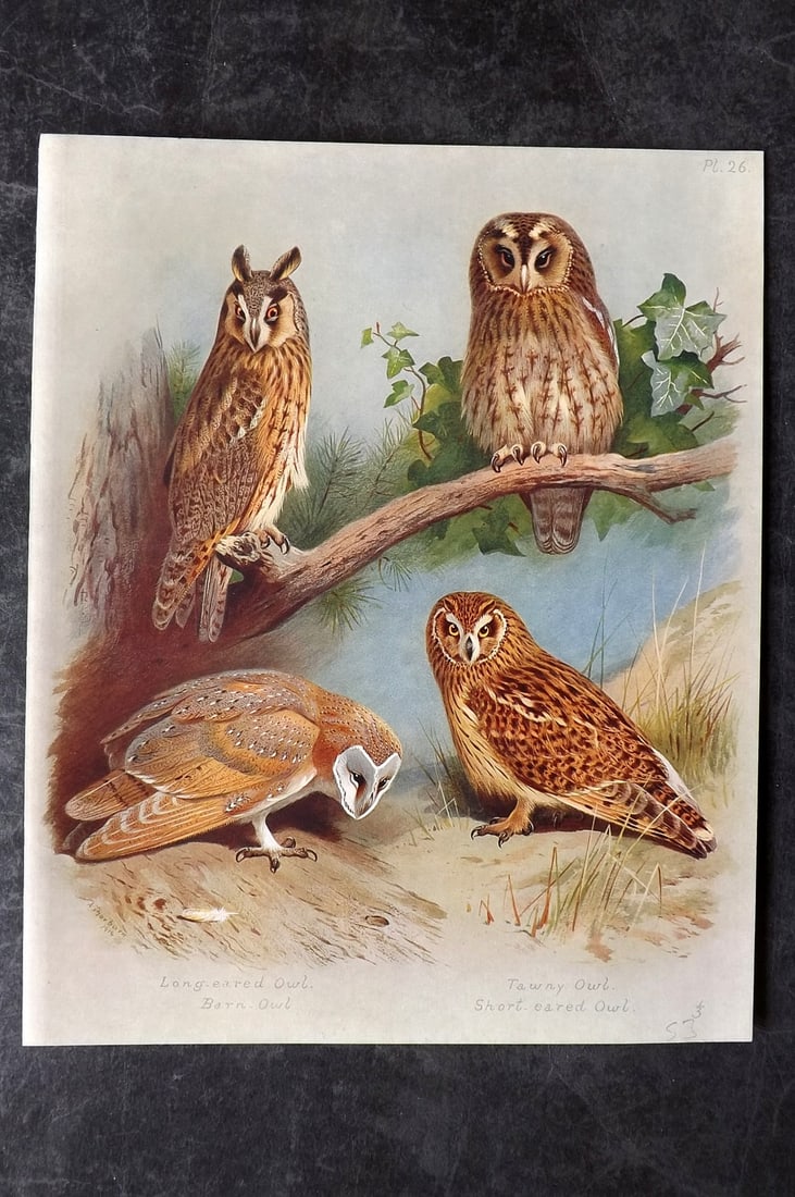 Thorburn, Archibald 1915 Rare Folio Bird Print. Owls - Long-Eared, Tawny, Barn, Short Eared: Folio Chromolithograph Published 1915-18, London for "British Birds" by Archibald Thorburn. On Heavy Stock Paper. Rare. This Edition Limited to 500 Copies. Paper Size: 12.5 x 10 inch (32 x 25cm) Good 