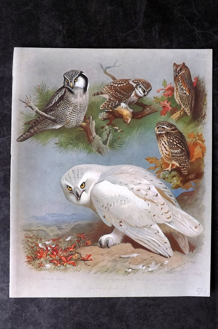 Thorburn, Archibald 1915 Rare Folio Bird Print. Owls - Snowy, Hawk, Tengmalm's, Little (1 of 1)