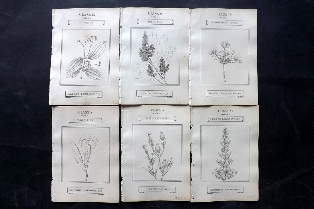 Duppa, Richard 1809 Lot of 6 Antique Botanical Prints (1 of 1)