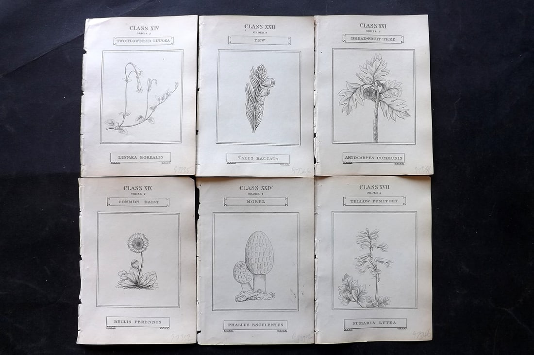 Duppa, Richard 1809 Lot of 6 Antique Botanical Prints (1 of 2)