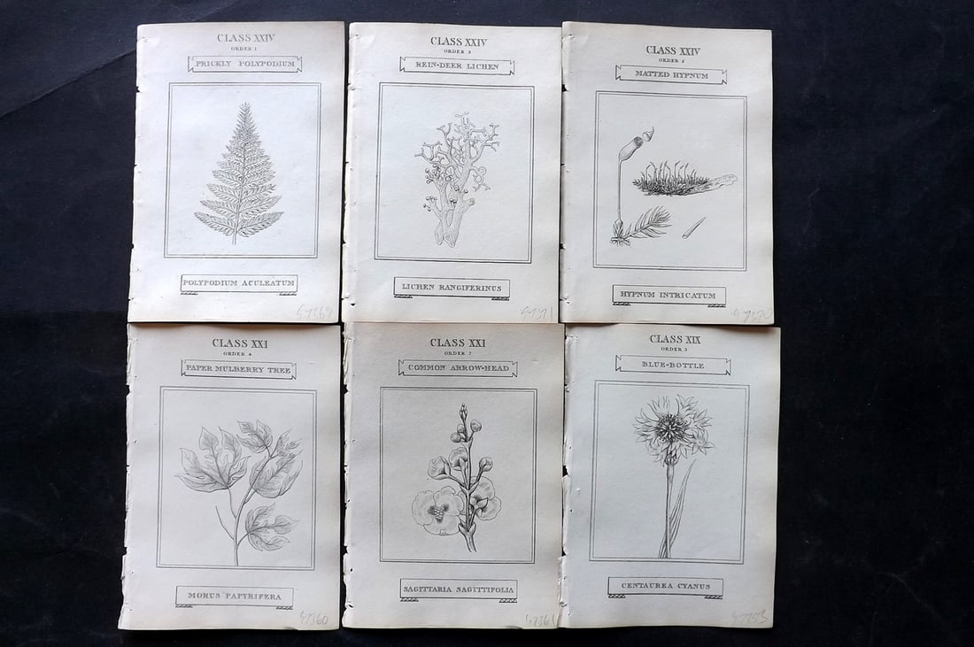 Duppa, Richard 1809 Lot of 6 Antique Botanical Prints (1 of 2)