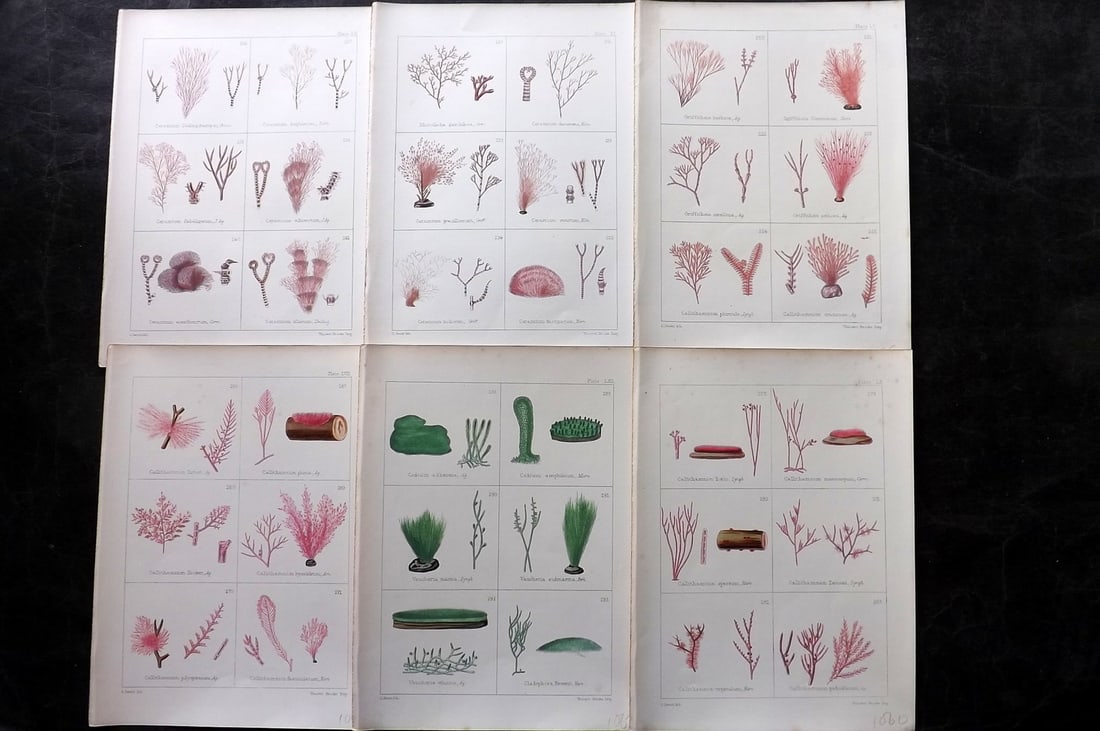 Gatty, Mrs Alfred 1872 Lot of 6 Antique Seaweed Prints: Woodblocks Published 1872, London for "British Sea-Weeds. Drawn From Professor Harvey's 'Phycologia Britannica'" by Mrs Alfred Gatty. Printed in colours, some plates with additional hand colour. Paper