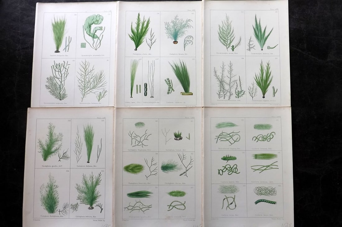 Gatty, Mrs Alfred 1872 Lot of 6 Antique Seaweed Prints: Woodblocks Published 1872, London for "British Sea-Weeds. Drawn From Professor Harvey's 'Phycologia Britannica'" by Mrs Alfred Gatty. Printed in colours, some plates with additional hand colour. Paper