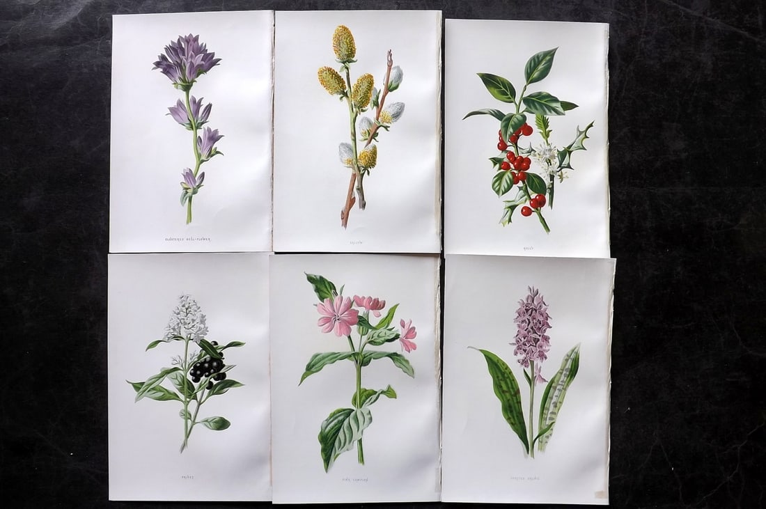 Hulme, Edward 1878 Lot of 6 Botanical Prints. 1st Ed. Wild Flowers: Chromolithographs Published 1878-84, London for "Familiar Wild Flowers" First Edition by F. Edward Hulme & Shirley Hibberd. Paper Size: 7.5 x 5 inch (19 x 13cm) Good Condition