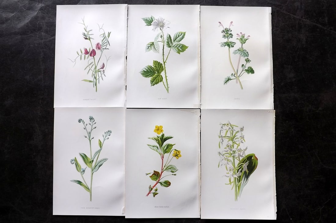 Hulme, Edward 1878 Lot of 6 Botanical Prints. 1st Ed. Wild Flowers: Chromolithographs Published 1878-84, London for "Familiar Wild Flowers" First Edition by F. Edward Hulme & Shirley Hibberd. Paper Size: 7.5 x 5 inch (19 x 13cm) Good Condition