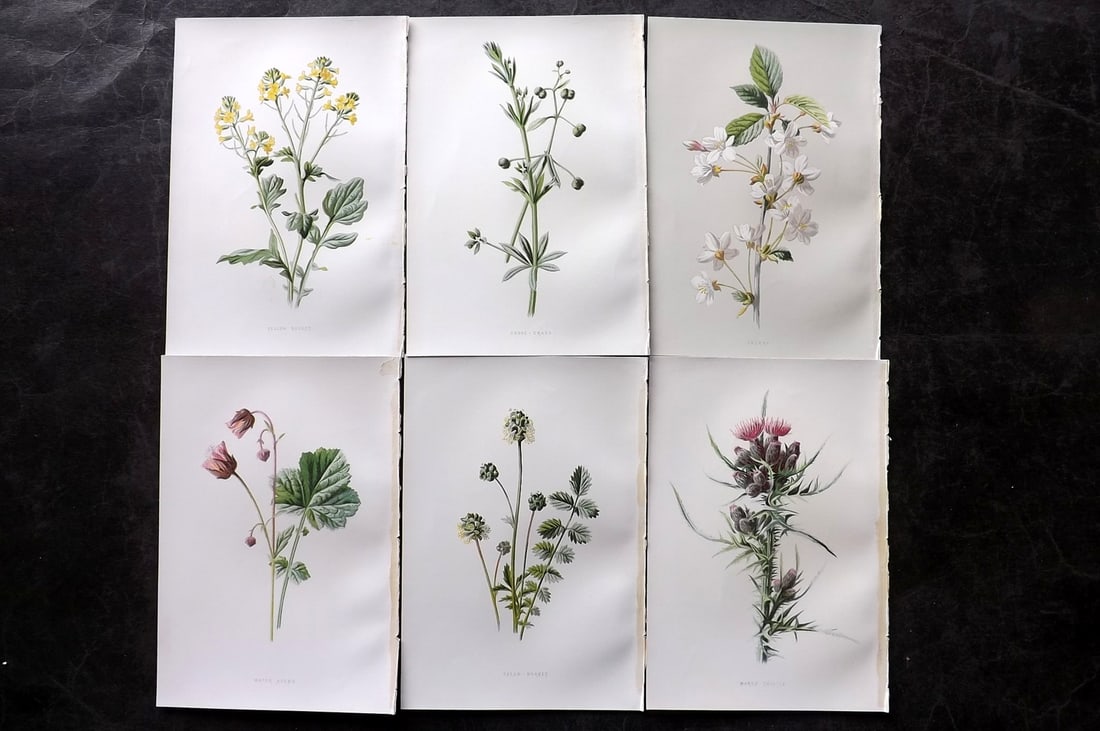 Hulme, Edward 1878 Lot of 6 Botanical Prints. 1st Ed. Wild Flowers: Chromolithographs Published 1878-84, London for "Familiar Wild Flowers" First Edition by F. Edward Hulme & Shirley Hibberd. Paper Size: 7.5 x 5 inch (19 x 13cm) Good Condition