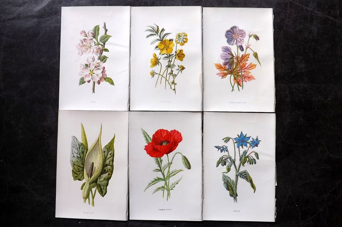 Hulme, Edward 1878 Lot of 6 Botanical Prints. 1st Ed. Wild Flowers: Chromolithographs Published 1878-84, London for "Familiar Wild Flowers" First Edition by F. Edward Hulme & Shirley Hibberd. Paper Size: 7.5 x 5 inch (19 x 13cm) Good Condition