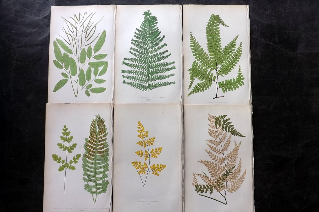 Lowe, Edward 1864 Lot of 6 Antique Fern Prints (1 of 2)