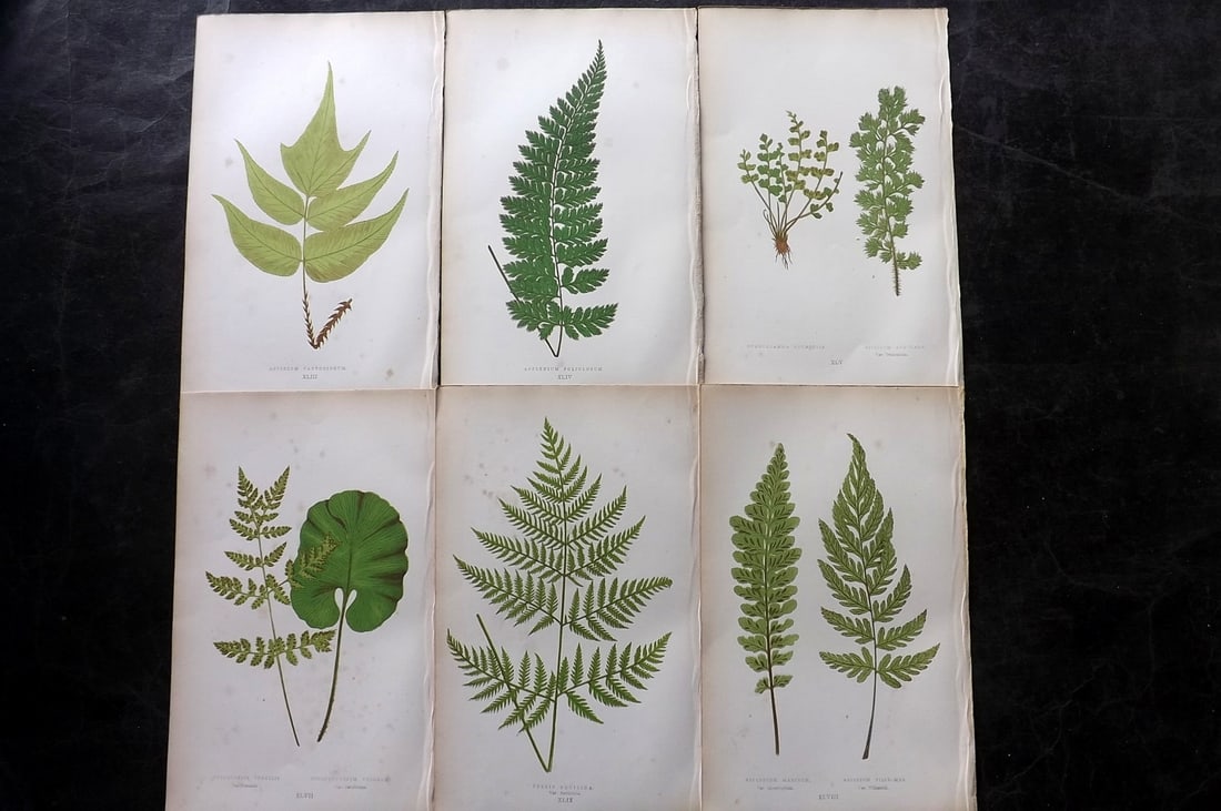 Lowe, Edward 1864 Lot of 6 Antique Fern Prints (1 of 2)