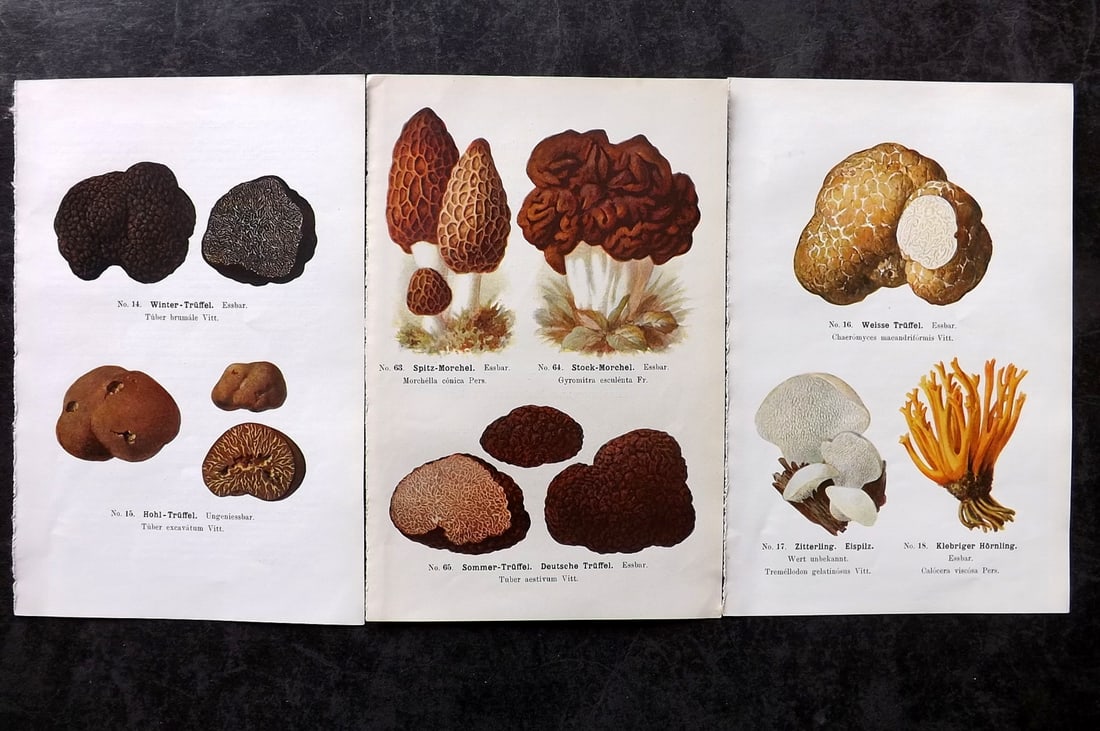 Michael, Edmund 1917 Lot of 3 Antique Fungi Prints. Truffles: Offset Lithograph Published 1917, Zwickau, Germany for "Fuhrer fur Pilzfreunde" by Edmund Michael. Paper Size: 8 x 5 inch (20 x 13cm) Text to the reverse but none showing through front side. Good Cond