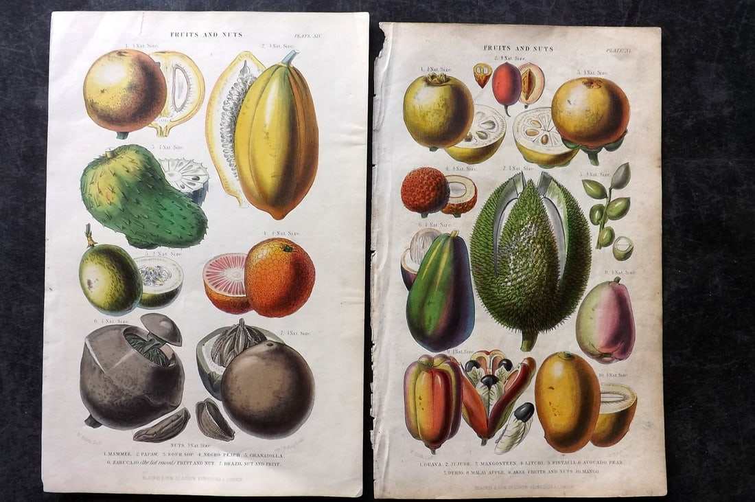 Rhind, William C1860 Pair of Botanical Prints. Fruits and Nuts (1 of 2)